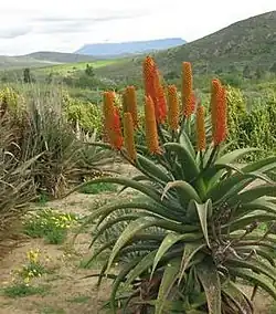 Schutzgebiete der Sukkulenten-Karoo