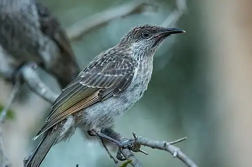 Zimtflügel-Honigfresser