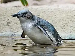 Zwergpinguin