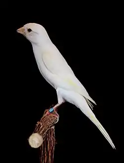 Llarget Español Lipochrom Weiß