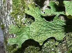 Echte Lungenflechte (Lobaria pulmonaria)