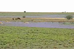 Blühender Bestand in Südafrika