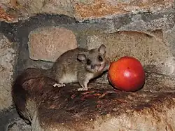 2021 Siebenschläfer