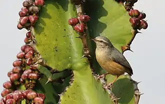 Langschnabelsylvietta auf Euphorbia ingens