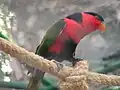 Lorius lory im Bali Bird Park