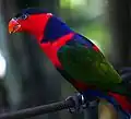 Lorius lory im Bali Bird Park