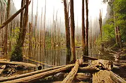 „Wald des Vergessens“