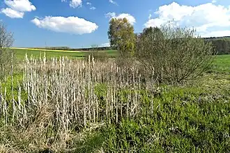 Niederungsvegetation im Landschaftsschutzgebiet