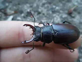 „Hungermännchen“ mit kleinerem „Geweih“