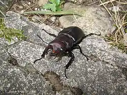 Lucanus tetraodon