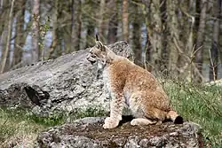 Luchs