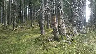 Am Gipfel des Luckenkopfes