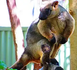 Lumholtz-Baumkänguru