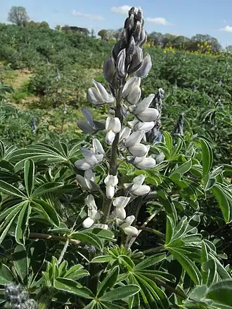 Weiße Lupine (Lupinus albus)