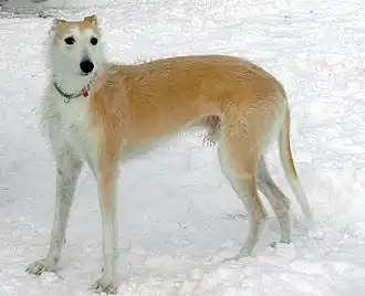 Lurcher sehen sehr unterschiedlich aus