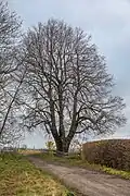 Naturdenkmal „Lutherlinde“, gepflanzt 1766