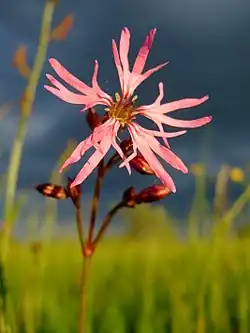 Kuckucks-Lichtnelke (Lychnis flos-cuculi), Blüte