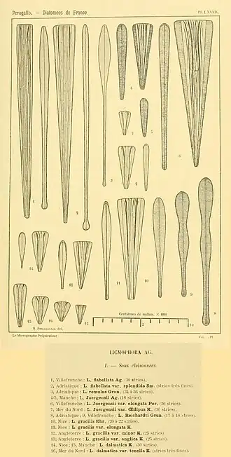 Licmophora, Arten und Varietäten ohne Unterteilung