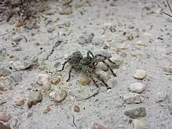 Die Südrussische Tarantel lebt im Seewinkel.