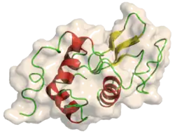 Lysozym C (Gallus gallus)
