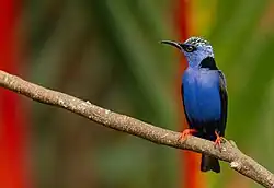 männlicher Türkisnaschvogel