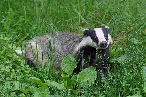 Dachs (European badger)