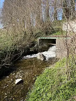 Rohrende am Kleinen Pönitzer See