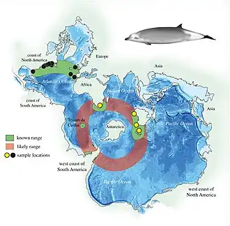 Quadratische Spilhaus-Projektion. Verbreitung von True-Wal (Mesoplodon mirus) und Ramari-Zweizahnwal (M. eueu) in den Weltmeeren als Anwendungsbeispiel