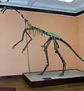 Skelett eines Gallimimus (Kopie)