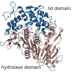 MHETase (Ideonella sakaiensis)