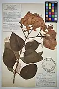 Mussaenda x im Herbarium