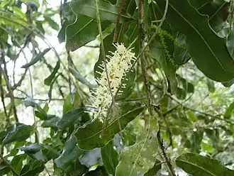 Macadamia Nut (Macadamia integrifolia)