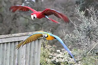 Grünflügelara, Gelbbrustara