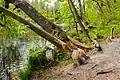 Vom Biber angefressene Bäume am Nordwestufer