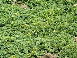 Flora etwas landeinwärts