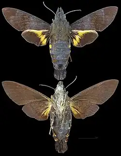 Macroglossum corythus