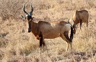 Südafrikanische Kuhantilope