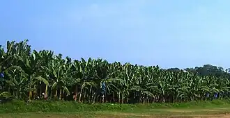 Bananenanbaugebiet der Zona Bananera