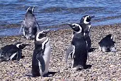 Magellan-Pinguine am Strand von Valdés