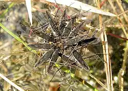 Zwölf Wasserläufer beim kollektiven Aussaugen einer ertrunkenen Biene