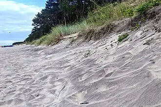 Magnetitablagerungen am Übergang zwischen Strand und Düne