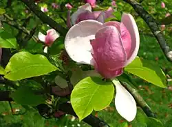 Blüte und Blattaustrieb der Sorte 'Rustica Rubra'.