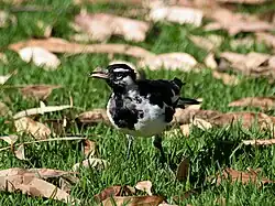 Männlicher Stelzenmonarch auf einer mit Rinde übersäten Rasenfläche.