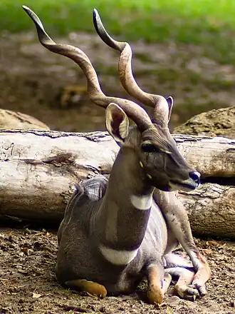 Kleiner Kudu (Ammelaphus imberbis), Männchen