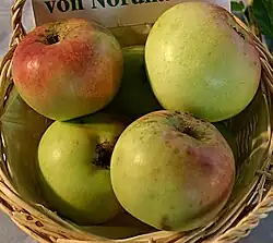 Schöner aus Nordhausen