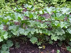 Malvenblätter (auch Malva parviflora)