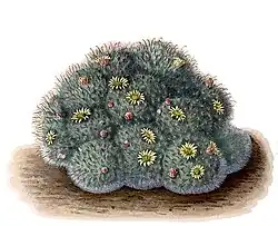 Mammillaria bocasana