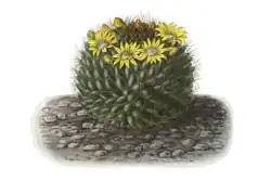 Mammillaria brandegeei