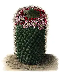 Mammillaria coronaria