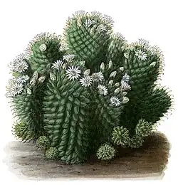 Mammillaria glochidiata